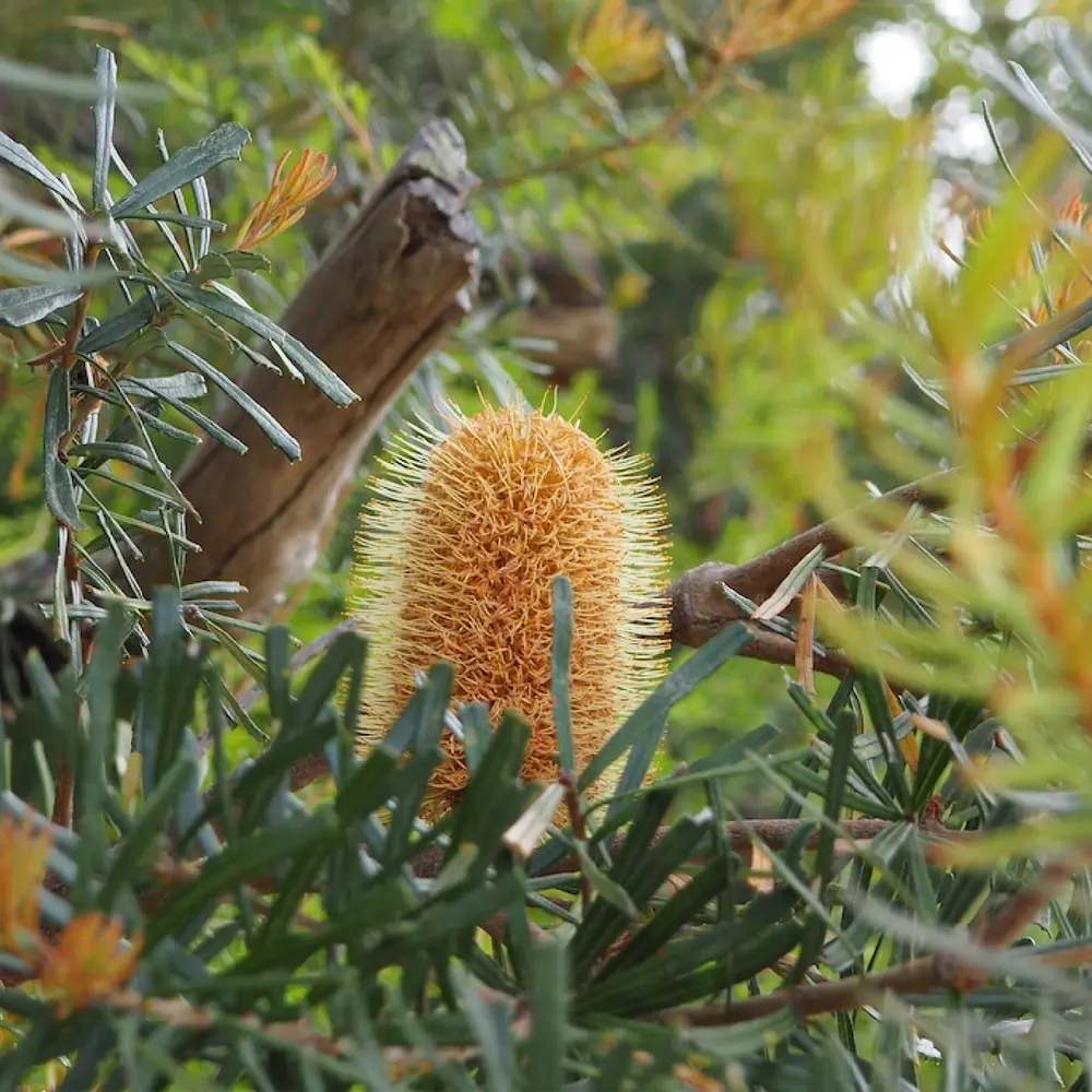 Closeup photo of a bottle brush flower found along the Lilly Pilly Gully nature walk trail