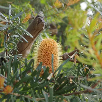Lilly Pilly Gully Nature Walk - Wilsons Promontory Lilly Pilly Gully Nature Walk - Wilsons Promontory