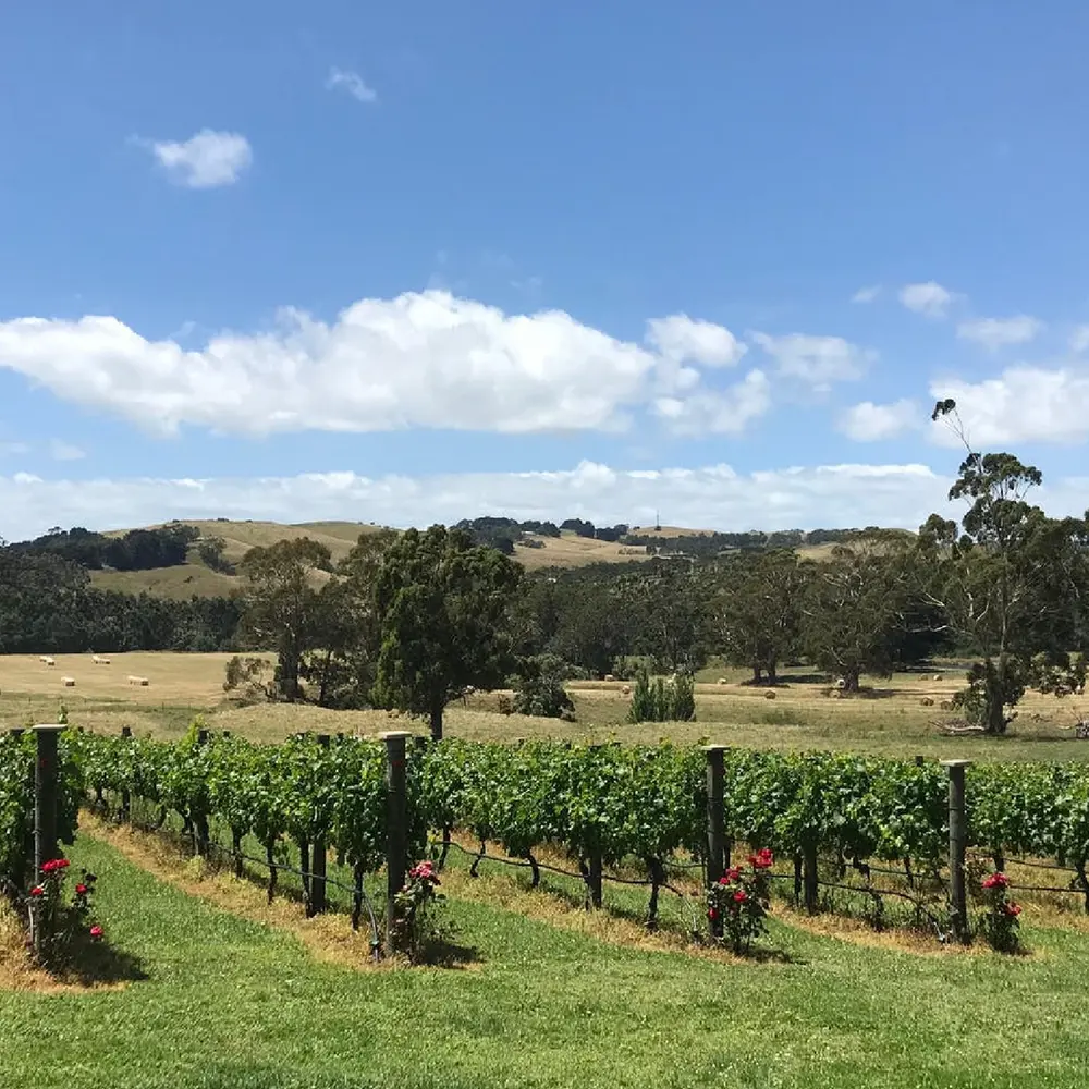 Vineyard neard Warragul