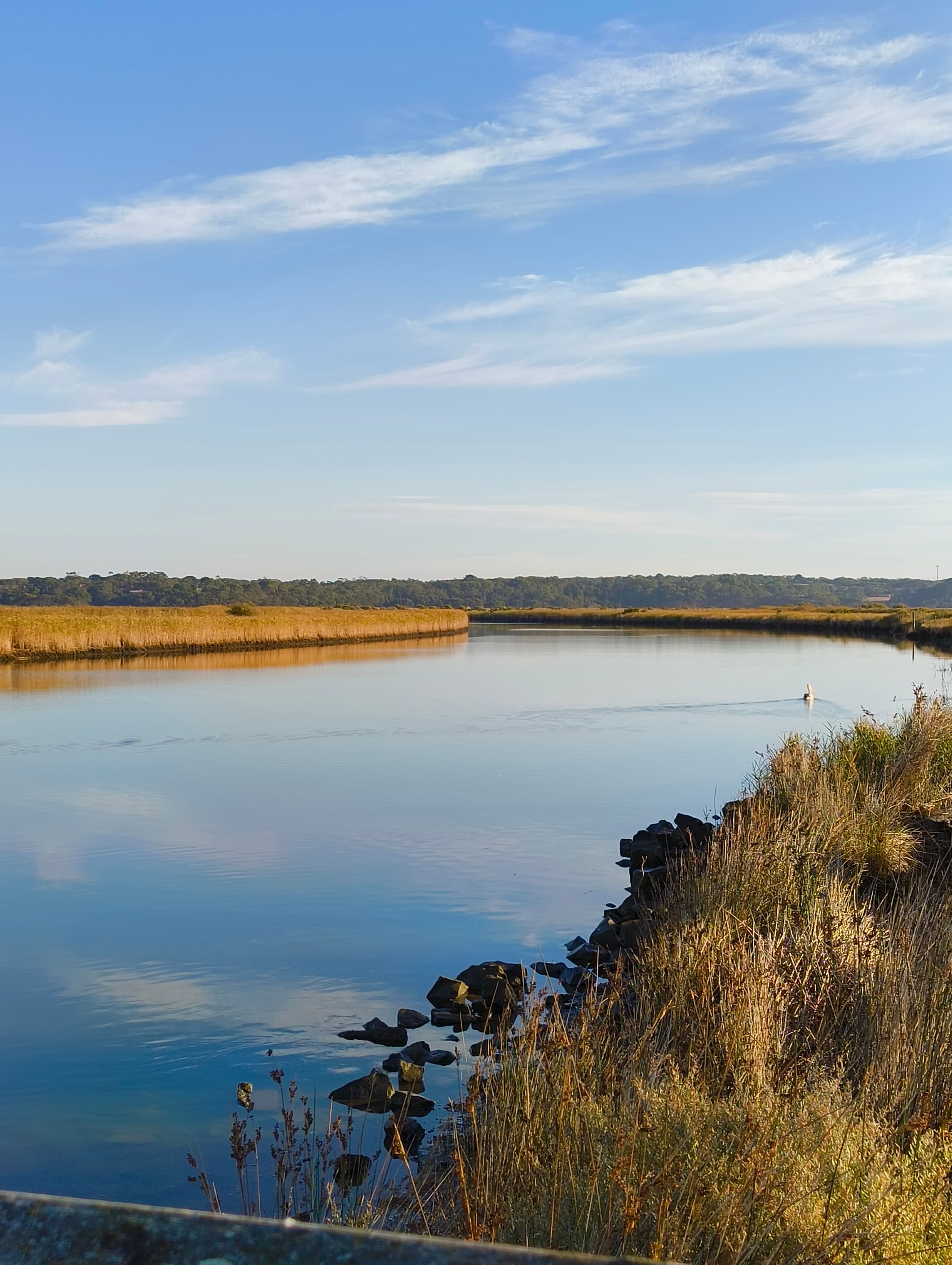 the still water of the Tarwin River